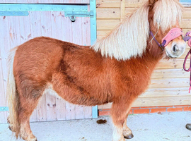 Fully registered Shetland mare