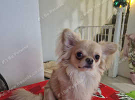Gergous Chi boy