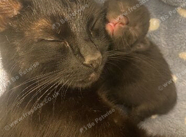 Kittens For Sale!