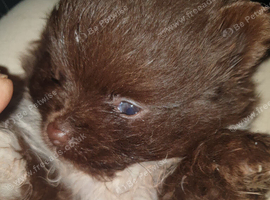 Pomeranian puppies ready end of Aug taking deposits now