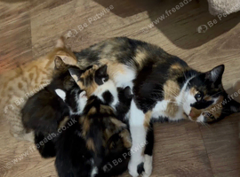 Beautiful kittens ready for loving homes
