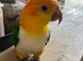 Beautiful Tame Caique-Full Setup Available