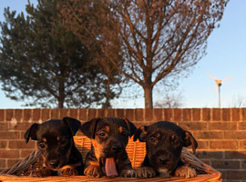 wen lock puppies