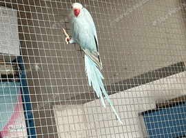Ring neck pair clear tail male and palid female