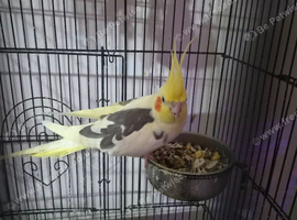 Pair of cocketeils male & female