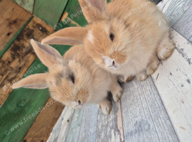 Lion/lop kits for sale