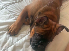 Rare breed English bull chow