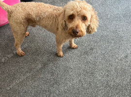 A beautiful male cockapoo called Bailey.