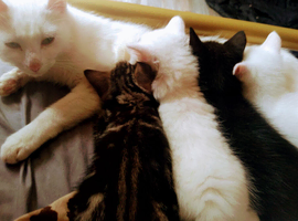 Kittens Ready to leave