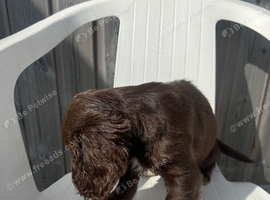Boy sprocket pup