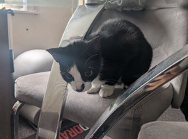 Stray cat need new home