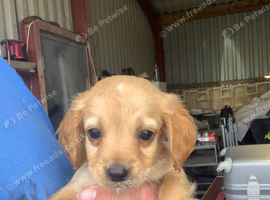 Labrador puppies