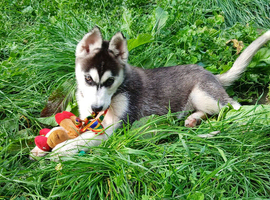 Siberian husky puppy