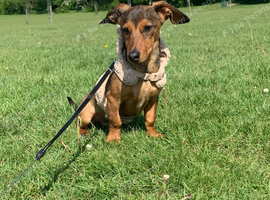 Miniature dachshund