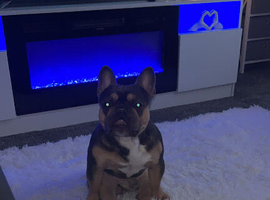 Male frenchie