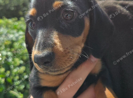 ONLY 1 LEFT miniature dachshunds for sale