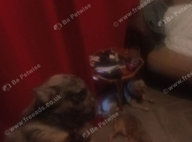 Pug puppies for sale