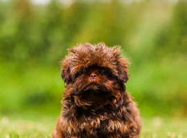 Tiny imperial Shih Tzu puppies