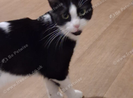 Luna is looking to be rehommed