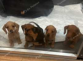 Miniature dachshund puppies