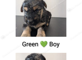 Stunning German shepherd mixed puppies