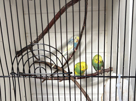 Baby budgies for sale