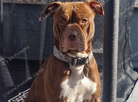3 Year Old Staffy Cross Boxer Looking for Forever Home