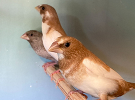 Mixture of 13 young Bengalese Finches  For Sale