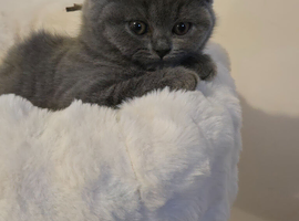 Pedigree Gccf registered kittens