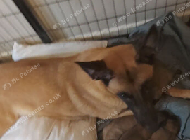 Belgium malinois puppies