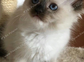 Ragdoll cross kittens