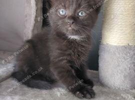 Beautiful black fluffy babies.