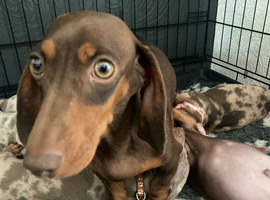 Minature dachshunds