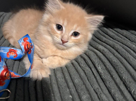 Mixed breed male kitten ready now