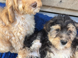 Puppies ready to go