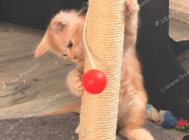 Male mainecoon kittens