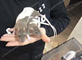 Baby rats for sale