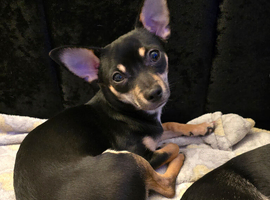 For Sale &ndash; Female Chihuahua, 2 Years Old