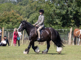 Fabulous confidence giving cob gelding 14hh