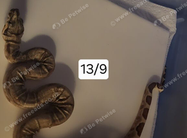Baby boa constrictor