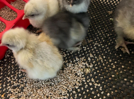 MARAN AND LA BRESSE CHICKS