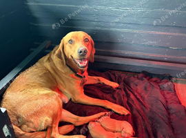 3 health checked Labrador puppies