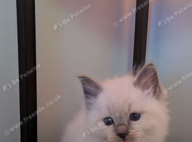Beautiful Ragdoll Kittens