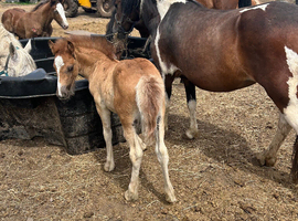 Mare and filly foal for sale