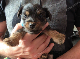 3 Beautiful Male Yorkshire Terrier Puppies looking for their forever home
