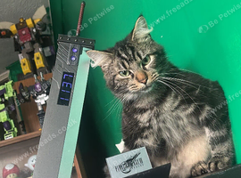 Temporary foster care for 2 cats