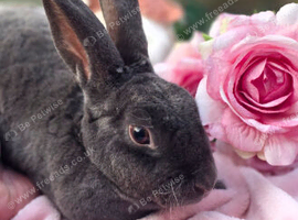 Blue self mini rex doe