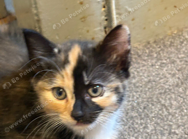 3 gorgeous kittens available now