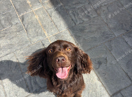 Cocker spaniel & Jack Russell