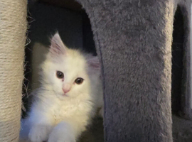 Maincoon kitten